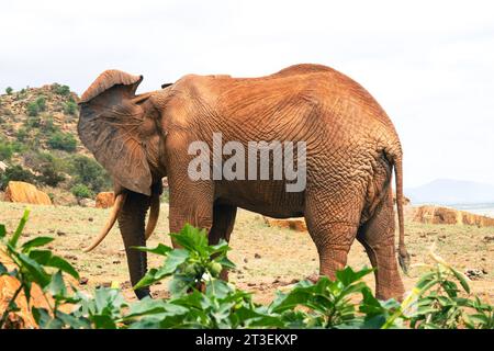 Primo piano sul retro dell'orecchio degli elefanti africani reticolato con i vasi sanguigni presso il Parco nazionale Tsavo East, Kenya Foto Stock