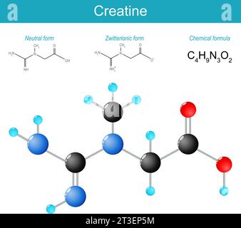 Molecola di creatina. formula strutturale chimica molecolare e modello di composto organico. composto naturale non proteico che facilita la ricostituzione Illustrazione Vettoriale