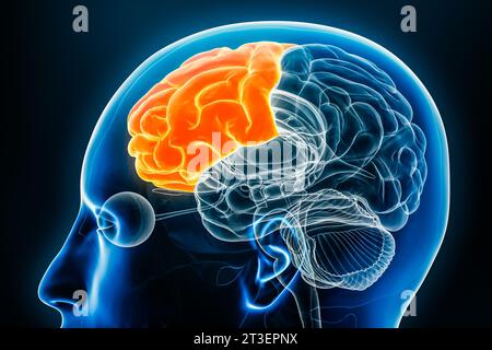 Lobo frontale della vista del profilo della corteccia cerebrale illustrazione di rendering 3D ravvicinato. Anatomia del cervello umano, neurologia, neuroscienza, medicina e salute Foto Stock