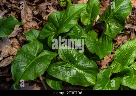 Cuckoopint o Arum maculatum freccia a forma di foglia, boschiva pianta velenosa in famiglia Araceae. foglie a forma di freccia. Altri nomi sono nakeshead, adder's ro Foto Stock