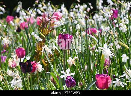 Rottenburg - Dettingen Kreis Tuebingen 04.05.2023 Doschka Garten, Thema Fruehling April/mai Blumenbeet, Blumenwiese im englischen Garten mit Tulpen, Osterglocken und Maerzenbecker *** Rottenburg Dettingen District Tuebingen 04 05 2023 Giardino di Doschka, primavera a tema aprile maggio letto di fiori, prato di fiori nel giardino inglese con tulipani, narcisi e Maerzenbecker Credit: Imago/Alamy Live News Foto Stock