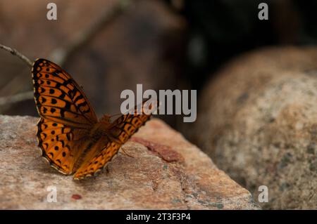 Great Spangled Fritillary Butterfly arroccato su una roccia negli Adirondacks Foto Stock