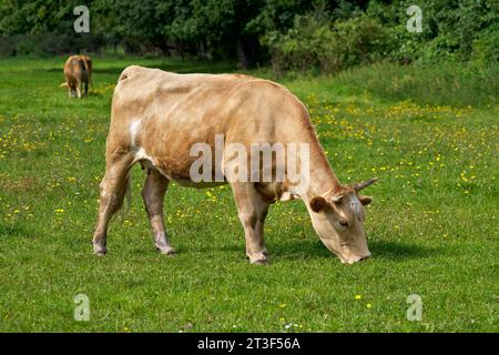 Mucca marrone chiaro con corna pascolano in un prato davanti a una fila di cespugli densi Foto Stock