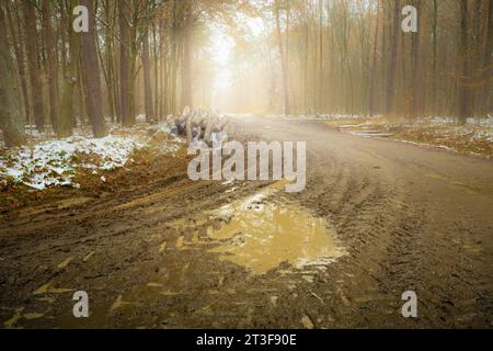 Strada fangosa in una nebbiosa foresta autunnale, giorno di novembre Foto Stock