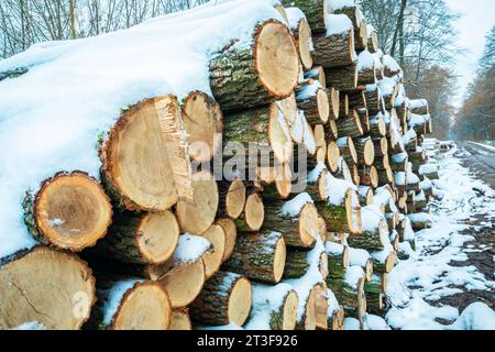 Neve su un cumulo di legno nella foresta, giorno di novembre Foto Stock