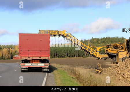 Pulitore ROPA euro-Maus che carica la barbabietola da zucchero appena raccolta su un rimorchio per il trasporto. Vista posteriore. Salo, Finlandia. 15 ottobre 2023. Foto Stock