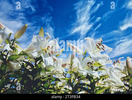 Gigli bianchi in fiore contro il cielo blu Foto Stock