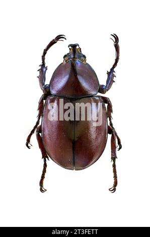 Papua nuova Guinea, provincia di Madang, città di Madang, Centro di ricerca sugli insetti (Binatang Research Institute), scarabeo del rinoceronte bruno (Xylotrupes gideon) Foto Stock