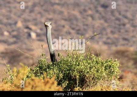 Kenya, riserva di caccia Samburu, struzzo somalo (Struthio molybdophanes), maschio Foto Stock