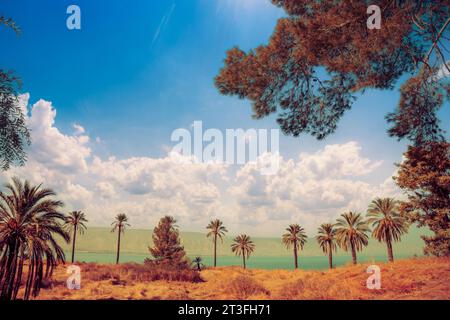 Israele settentrionale. Una fila di palme vicino al mare di Galilea in una giornata di sole Foto Stock