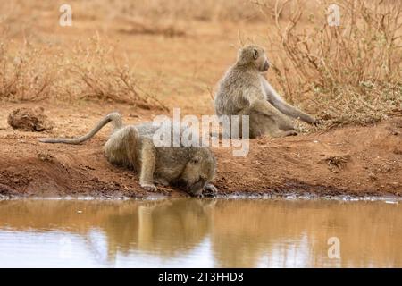 Kenya, parco nazionale di Amboseli, babbuino giallo (Papio hamadryas cynocephalus), maschio che beve in un punto d'acqua Foto Stock