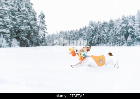 Cane che gioca sulla neve in inverno. Vista del profilo di un cane che corre con una corda giocattolo colorata che indossa un giubbotto riflettente. Foto Stock