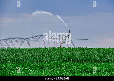 Sistema di irrigazione a perno centrale in un campo di mais Foto Stock