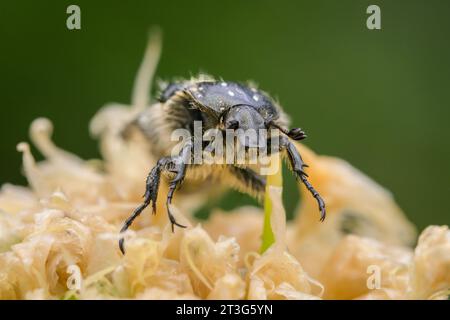 Un coleottero rosa maculato bianco (Oxythyrea funesta) seduto su un fiore, giorno di sole in estate, Vienna (Austria) Foto Stock