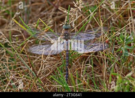 Migrante Hawker (Aeshna mixta) adulto a riposo sull'erba Eccles-on-Sea, Norfolk, Regno Unito. Luglio Foto Stock