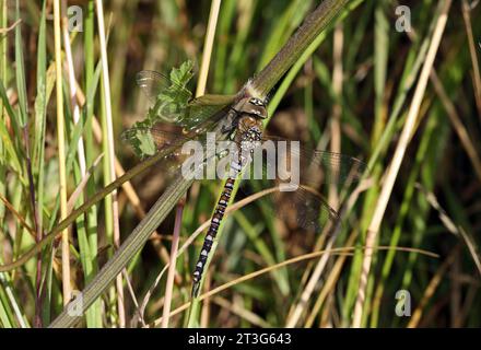 Migrante Hawker (Aeshna mixta) recentemente emerso adulto a riposo a STEM Eccles-on-Sea, Norfolk, Regno Unito. Agosto Foto Stock