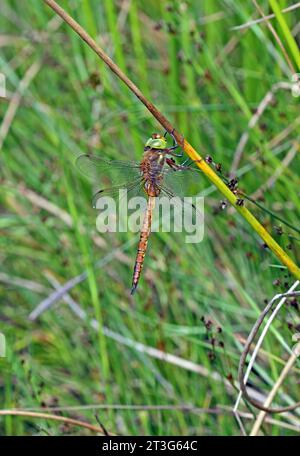 Norfolk Hawker (Aeshna isosceles) maschio adulto che riposa sulla Soft Rush Norfolk, Regno Unito. Luglio Foto Stock