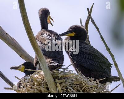 Un gruppo di giovani grandi cormorani che riposano nel nido, giorno di sole in estate nel nord della Francia Foto Stock