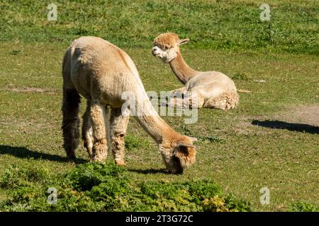 Due alpaca, al pascolo, uno che odia sull'erba Foto Stock