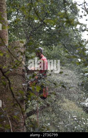aborista che lavora in altezza durante la cura degli alberi e aborista che potava gli alberi che lavora in altezza durante la cura degli alberi Foto Stock