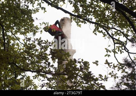 aborista che lavora in altezza durante la cura degli alberi e aborista che potava gli alberi che lavora in altezza durante la cura degli alberi Foto Stock