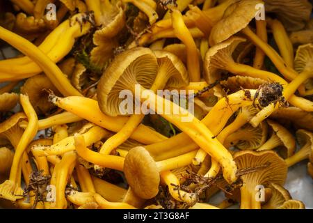 Funghi Yellowfoot appena raccolti, non puliti, da vicino. Foto Stock