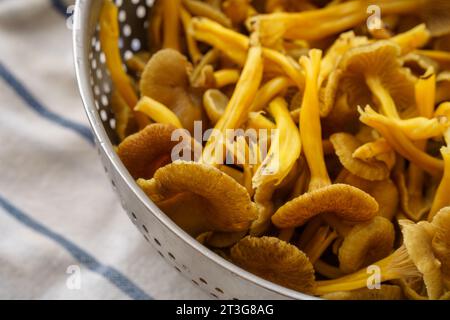 Primo piano di funghi lavati a piedi di pesce (Craterellus tubaeformis), in un setaccio sopra un asciugamano da cucina bianco e blu. Foto Stock