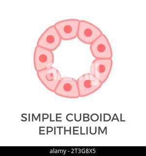 Semplice epitelio cuboidale. Tipi di tessuto epiteliale. Un singolo strato di cellule simili a cubi che forniscono protezione e possono essere attive o passive. Vettore Illustrazione Vettoriale