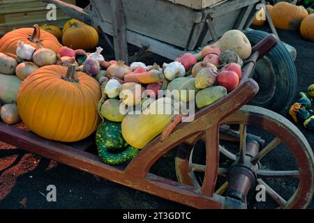 Francia, Haut Rhin, Mulhouse, zona fieristica, Folie'Flore, nel mese di ottobre di ogni anno, carriole di squash Foto Stock