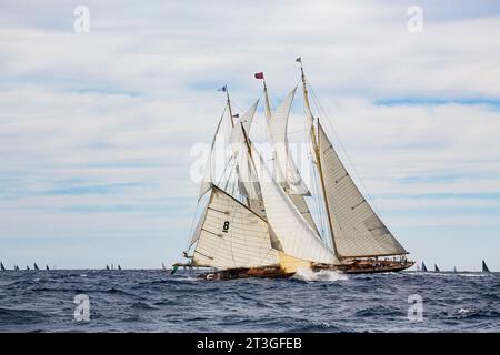 Francia, Var, Saint Tropez, Voiles de Saint Tropez 2019, due barche a vela di classe tradizionale sull'orlo della collisione durante il Rolex Trophy, in primo piano Foto Stock