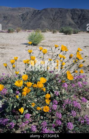 Girasoli e verbena vicino a Coyote Wash, Anza Borrego Desert State Park, California Foto Stock