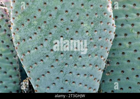 Cactus Beavertail nell'Hellhole Canyon, Anza Borrego Desert State Park, California Foto Stock