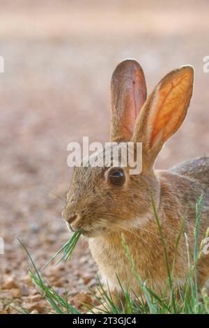 Europa, Spagna, Provincia di Castiglia-la Mancha, proprietà privata, coniglio europeo (Oryctolagus cuniculus), mangiando lame d'erba Foto Stock