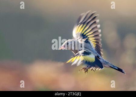 Europa, Spagna, Provincia di Castiglia-la Mancha, proprietà privata, goldfinch europeo (Carduelis carduelis), immaturo in volo vicino a un pozzo d'acqua Foto Stock