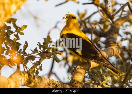 Europa, Spagna, Castilla, Penalajo, European Oriole (Oriolus oriolus) , maschio adulto con mantide preghiere nel becco, arroccato su un albero Foto Stock