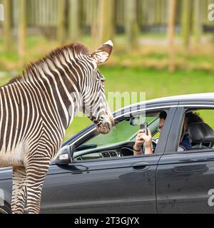 Bewdley, Regno Unito. 25 ottobre 2023. Meteo del Regno Unito: I visitatori del West Midland Safari Park godono di un sole ininterrotto mentre guidano attraverso il safari degli animali. Una zebra posa per scattare una foto scattata con un telefono cellulare dal sedile passeggero di un'auto. Credito: Lee Hudson/Alamy Live News Foto Stock