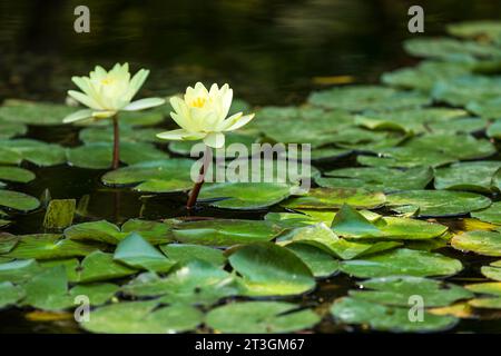 Francia, Var, Tolone, Chalucet Park, eco District, ninfee Foto Stock