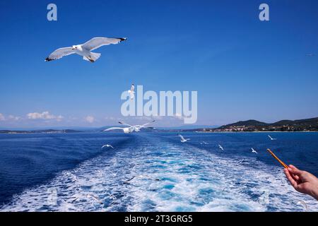 Grecia, Calcidica, crociera intorno alla penisola del Monte Athos, patrimonio dell'umanità dell'UNESCO, volo dei gabbiani dalle zampe gialle (Larus michahellis) Foto Stock