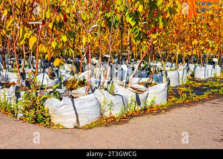 giovane prugna in un vivaio. vendita di alberi da frutto in vivaio Foto Stock