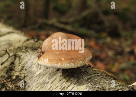 una parentesi di betulla sulla sommità di una betulla caduta e in decomposizione con una corteccia bianca in una foresta in primo piano d'autunno Foto Stock