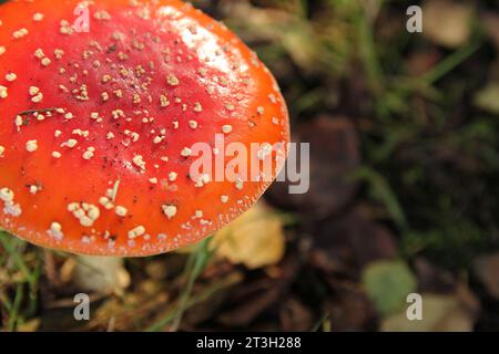 vista dall'alto dal cappello rosso di un fungo agarico mosca primo piano in una foresta in autunno Foto Stock