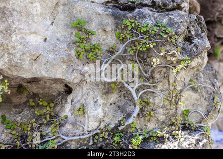 Pianta strisciante con piccole foglie verdi che sovrastano una pietra nel Parco naturale Hoces del Rio Duraton in Spagna. Foto Stock