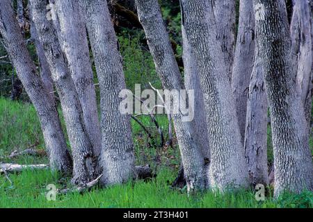 Tronchi di quercia su Bald Hills a Schoolhouse Peak, Redwood National Park, California Foto Stock