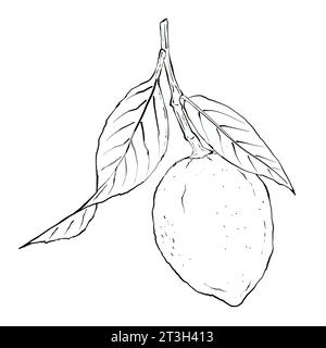 Limone con foglie su un ramo, illustrazione grafica disegnata a mano. Illustrazione degli alimenti con inchiostro nero in stile schizzo per imballaggio, etichetta, logo. Isolato su wh Foto Stock