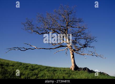 Oak on Bald Hills ridgeline presso Schoolhouse Peak, Redwood National Park, California Foto Stock