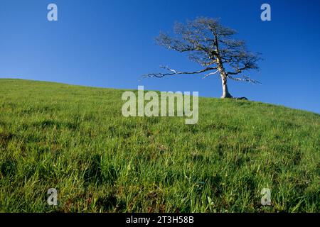 Oak on Bald Hills ridgeline presso Schoolhouse Peak, Redwood National Park, California Foto Stock