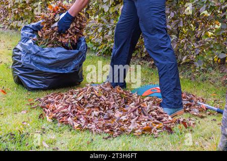 Vista della persona che raccoglie le foglie cadute dagli alberi nel giardino autunnale e le colloca in un sacchetto di plastica. Foto Stock