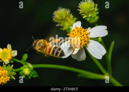 bumble bee che vola via dal fiore giallo Foto Stock