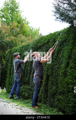 Artisti topiari che lavorano su una siepe Yew, Regno Unito Foto Stock