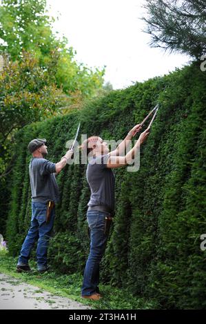 Artisti topiari che lavorano su una siepe Yew, Regno Unito Foto Stock